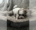 Small Photo #50 Zuchon Puppy For Sale in RENO, NV, USA