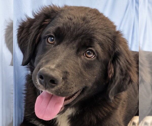 Medium Photo #2 German Wirehaired Pointer Puppy For Sale in Dallas, TX, USA