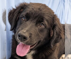 Diesel - Male German Wirehaired Pointer Dog for Adoption - Photo #2