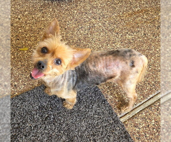 Medium Photo #1 Mutt Puppy For Sale in Spring, TX, USA