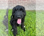 Small Photo #4 Goldendoodle Puppy For Sale in LULING, LA, USA