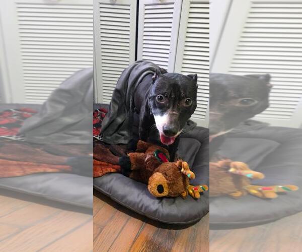 Medium Photo #1 Mutt Puppy For Sale in Crete, IL, USA