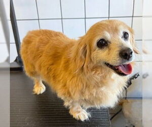 Cocker Spaniel Dogs for adoption in Downey, CA, USA