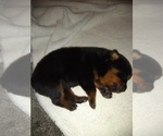 Small Photo #4 Rottweiler Puppy For Sale in JASPER, MO, USA