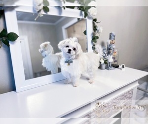 Maltese Puppy for sale in ASTORIA, NY, USA