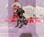 Small Photo #9 Xoloitzcuintli (Mexican Hairless) Puppy For Sale in BRIDGEVILLE, CA, USA