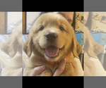 Puppy Puppy 1 Elvis Golden Retriever