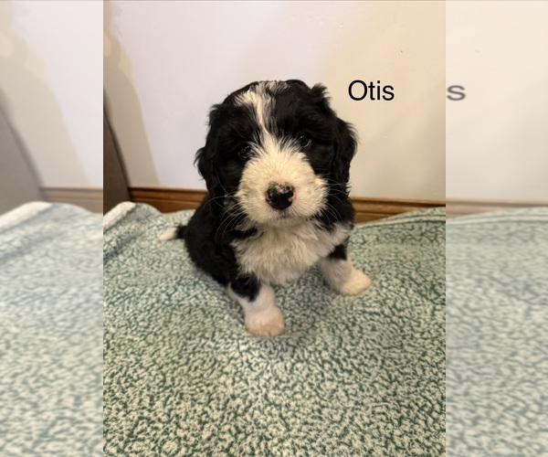 Medium Photo #1 Bernedoodle Puppy For Sale in SIBLEY, IL, USA