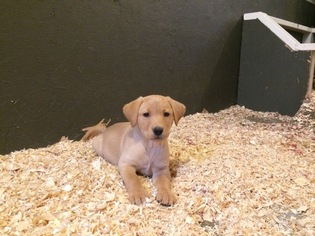 Labrador Retriever Puppy for sale in WESTBY, WI, USA