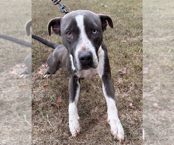Medium Photo #3 American Staffordshire Terrier-Unknown Mix Puppy For Sale in Decatur, GA, USA