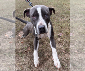Kirby - Male American Staffordshire Terrier-Unknown Mix Dog for Adoption - Photo #3