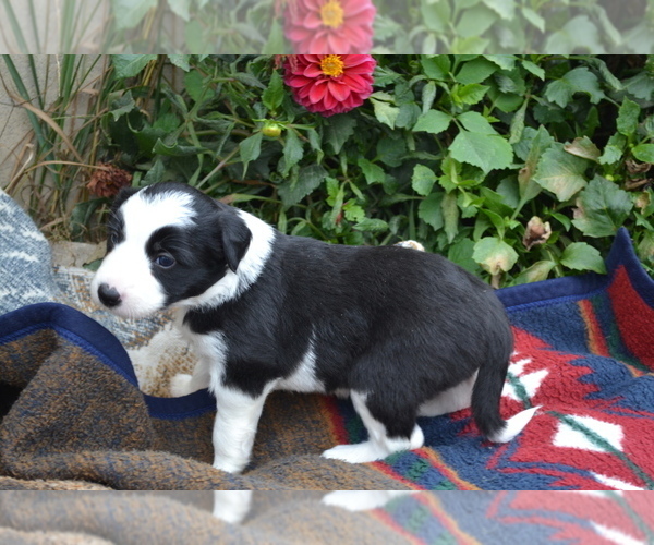 Medium Photo #3 Border Collie Puppy For Sale in GREENWOOD, WI, USA
