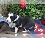 Small #2 Border Collie