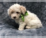 Small Photo #1 Poochon Puppy For Sale in LAKELAND, FL, USA