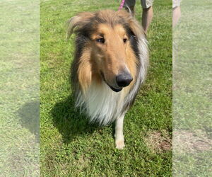 Collie Dogs for adoption in Chantilly, VA, USA