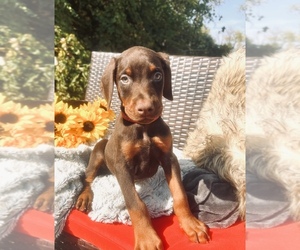 Doberman Pinscher Puppy for sale in INKSTER, MI, USA