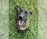 Small #3 American Pit Bull Terrier Mix