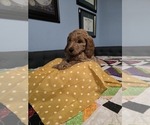 Sunshine - Female Goldendoodle (Miniature) Puppy for Sale - Photo #2
