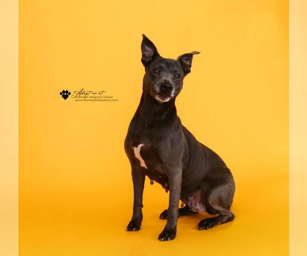 Medium Photo #17 Mutt Puppy For Sale in Rockwall, TX, USA