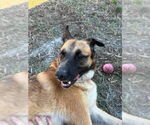 Small German Shepherd Dog Mix