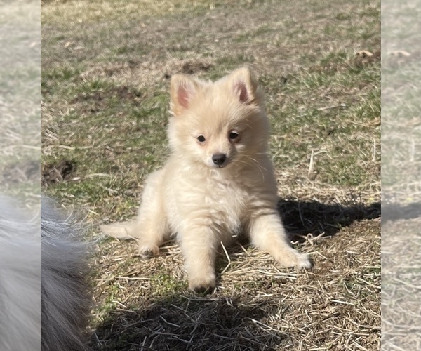 Medium Photo #8 Pomeranian Puppy For Sale in COLUMBIA, MO, USA