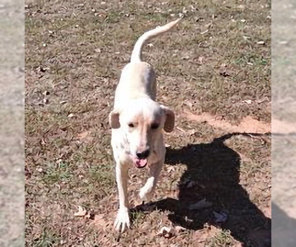 Medium Photo #3 Golden Shepherd Puppy For Sale in Rutherfordton, NC, USA