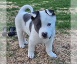 Small Mutt