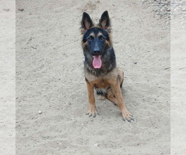 Medium Photo #2 German Shepherd Dog Puppy For Sale in NYC, NY, USA