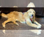 Small #1 Golden Retriever Mix