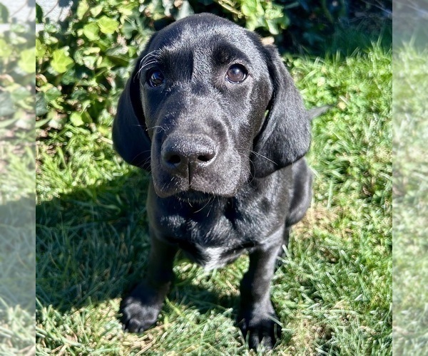 Medium Photo #2 German Shorthaired Lab Puppy For Sale in TACOMA, WA, USA