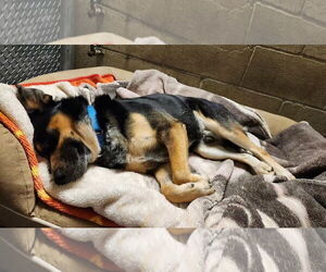 Bowser - Male Australian Shepherd-German Shepherd Dog Mix Dog for Adoption - Photo #3