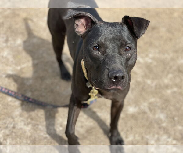 Medium Photo #11 Labrador Retriever-Unknown Mix Puppy For Sale in Virginia Beach, VA, USA