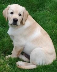 Labrador Retriever Puppy for sale in LACEY, WA, USA