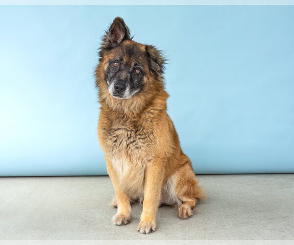 Medium Photo #2 Mutt Puppy For Sale in Pasadena, CA, USA