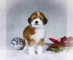 Small Photo #1 Bernedoodle-Poodle (Miniature) Mix Puppy For Sale in DALTON, OH, USA