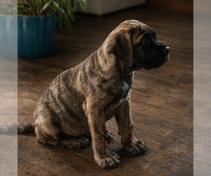 Presa Canario Puppy for sale in ANSON, ME, USA
