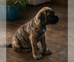 Image preview for Ad Listing. Nickname: Maximus
