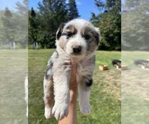 Australian Shepherd Litter for sale in GRAND VIEW, WI, USA