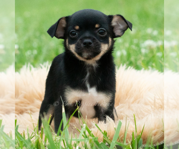 Medium Photo #3 Chihuahua Puppy For Sale in WARSAW, IN, USA