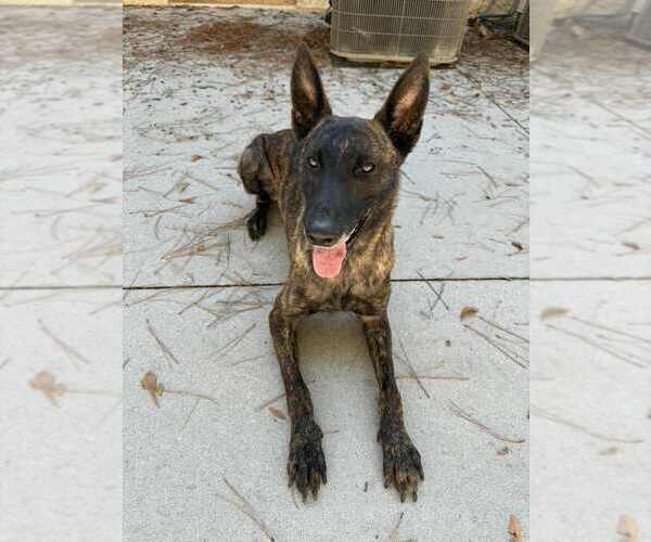 Medium Photo #3 - Mix Puppy For Sale in Imlay City, MI, USA