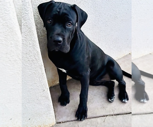 Medium Photo #2 Cane Corso Puppy For Sale in WOODLAND HILLS, CA, USA