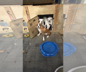 Boxer Dog for Adoption in FONTANA, California USA