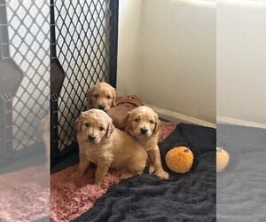 Goldendoodle Litter for sale in MARICOPA, AZ, USA