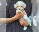 Image preview for Ad Listing. Nickname: Toby