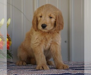 English Cream Golden Retriever-Poodle (Standard) Mix Puppy for sale in FREDERICKSBG, OH, USA