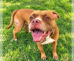 Staffordshire Bull Terrier Dogs for adoption in Ocala, FL, USA