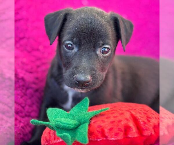 Medium Photo #5 Labrador Retriever-Unknown Mix Puppy For Sale in San Diego, CA, USA