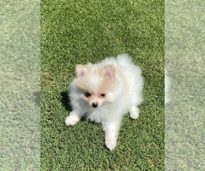 Pomeranian Puppy for sale in PIEDMONT, SC, USA