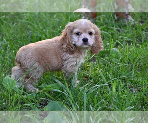 Medium Cocker Spaniel