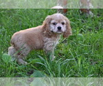 Image preview for Ad Listing. Nickname: Sophia